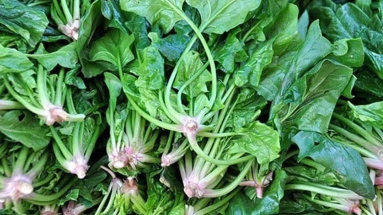 Foto - Yemeği asla tekrar ısıtıp yemeyin: İki kez ısıtanlar zehirliyor! Denemeye alındı! O detay! İlgili açıklama