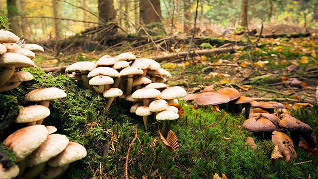 Foto - Yemeği asla tekrar ısıtıp yemeyin: İki kez ısıtanlar zehirliyor! Denemeye alındı! O detay! İlgili açıklama