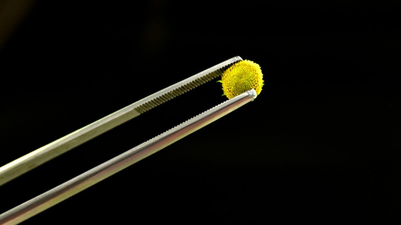 Foto - Yemeklerin yeni tadına ilgi büyük Çiçek yemeyi çok sevdik