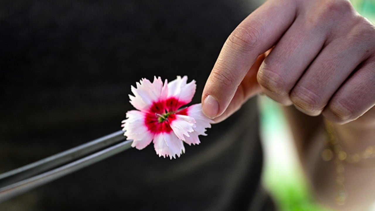 Foto - Yemeklerin yeni tadına ilgi büyük Çiçek yemeyi çok sevdik
