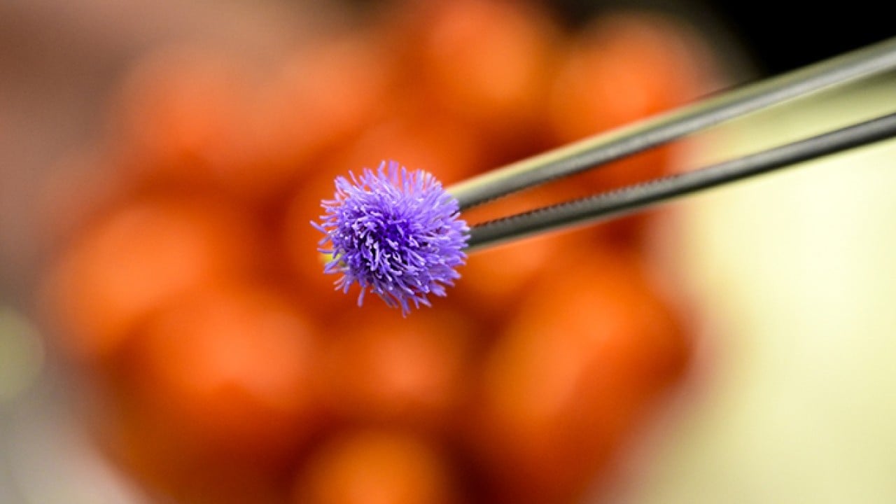 Foto - Yemeklerin yeni tadına ilgi büyük Çiçek yemeyi çok sevdik