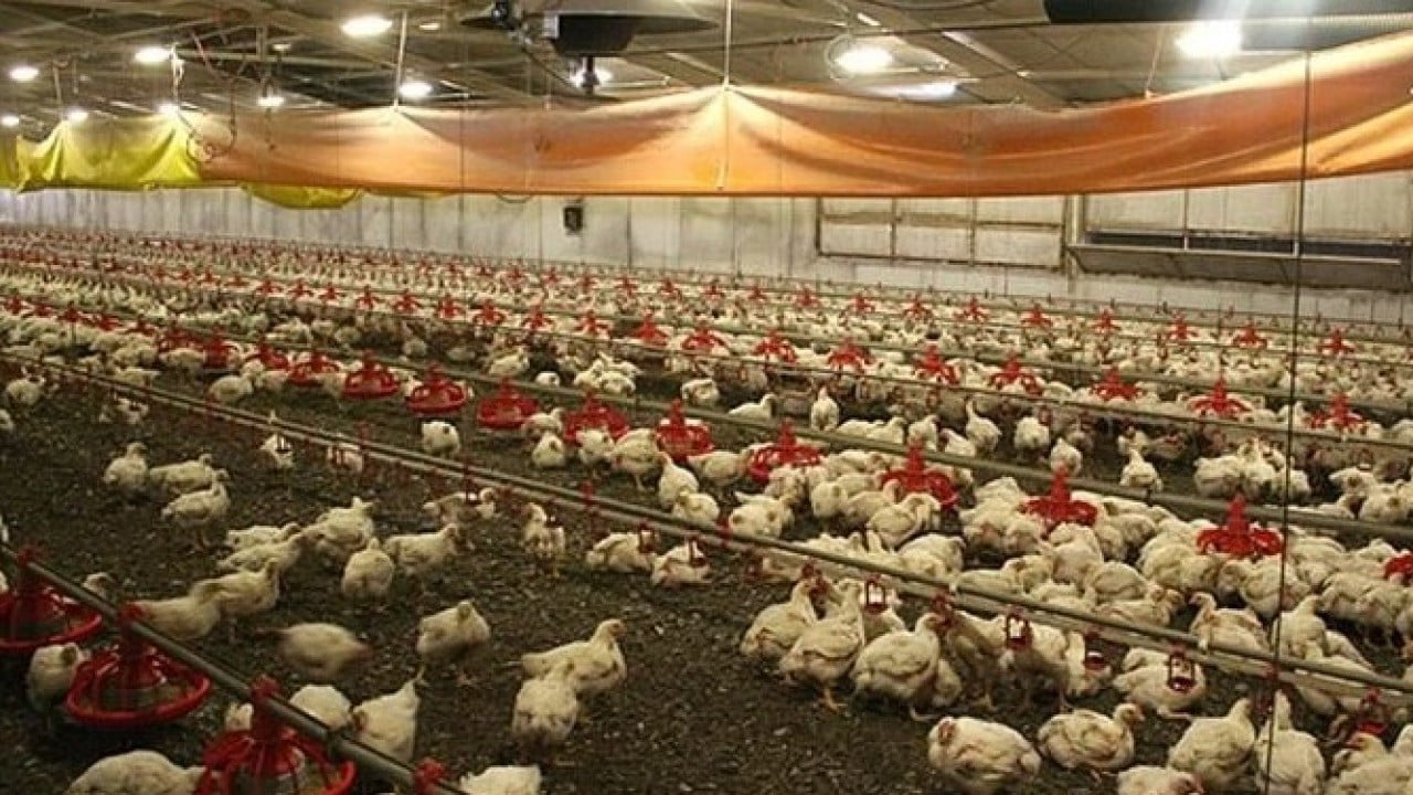 Foto - Yeni önemler alınıyor! Kuş gribi patlak verdi