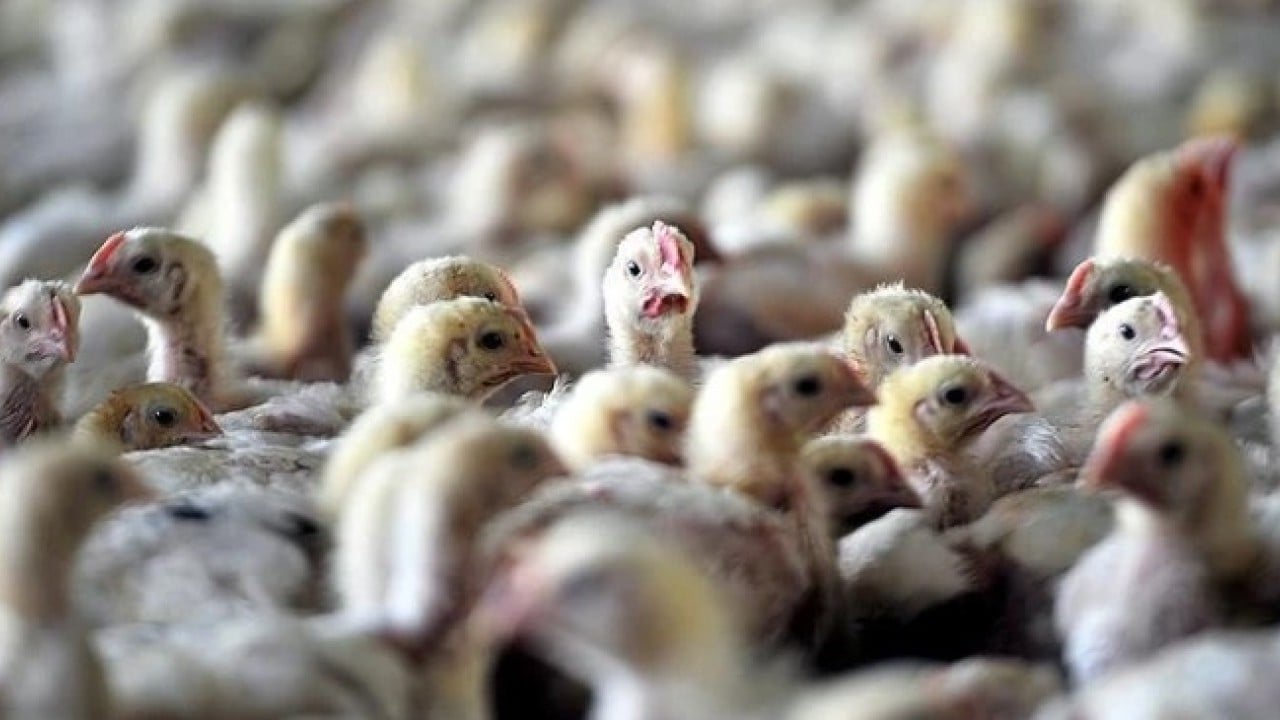 Foto - Yeni önemler alınıyor! Kuş gribi patlak verdi