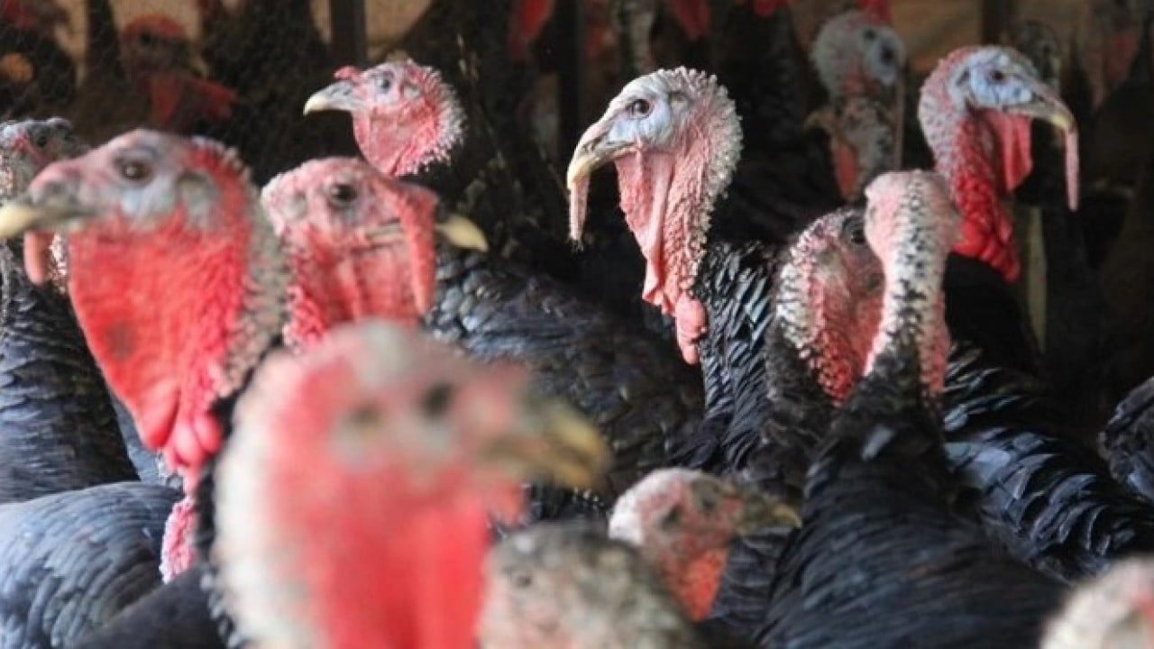 Yeni önemler alınıyor! Kuş gribi patlak verdi