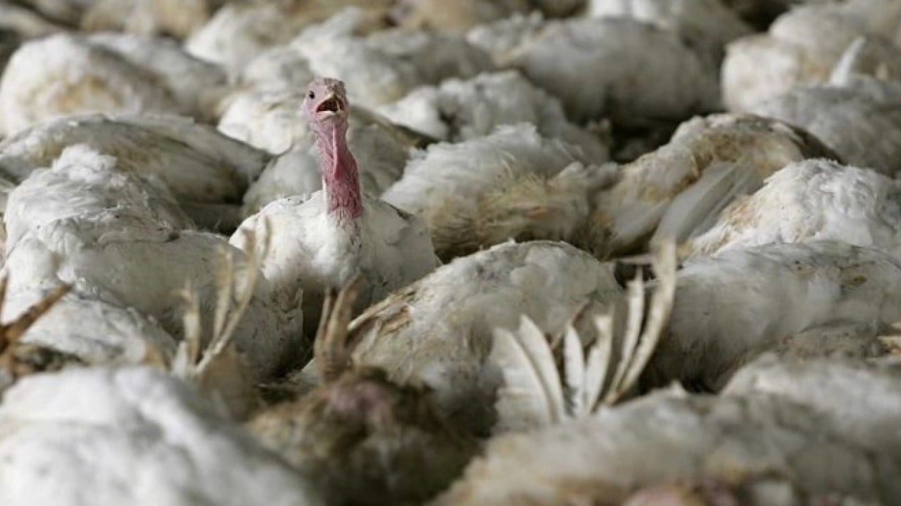 Foto - Yeni önemler alınıyor! Kuş gribi patlak verdi