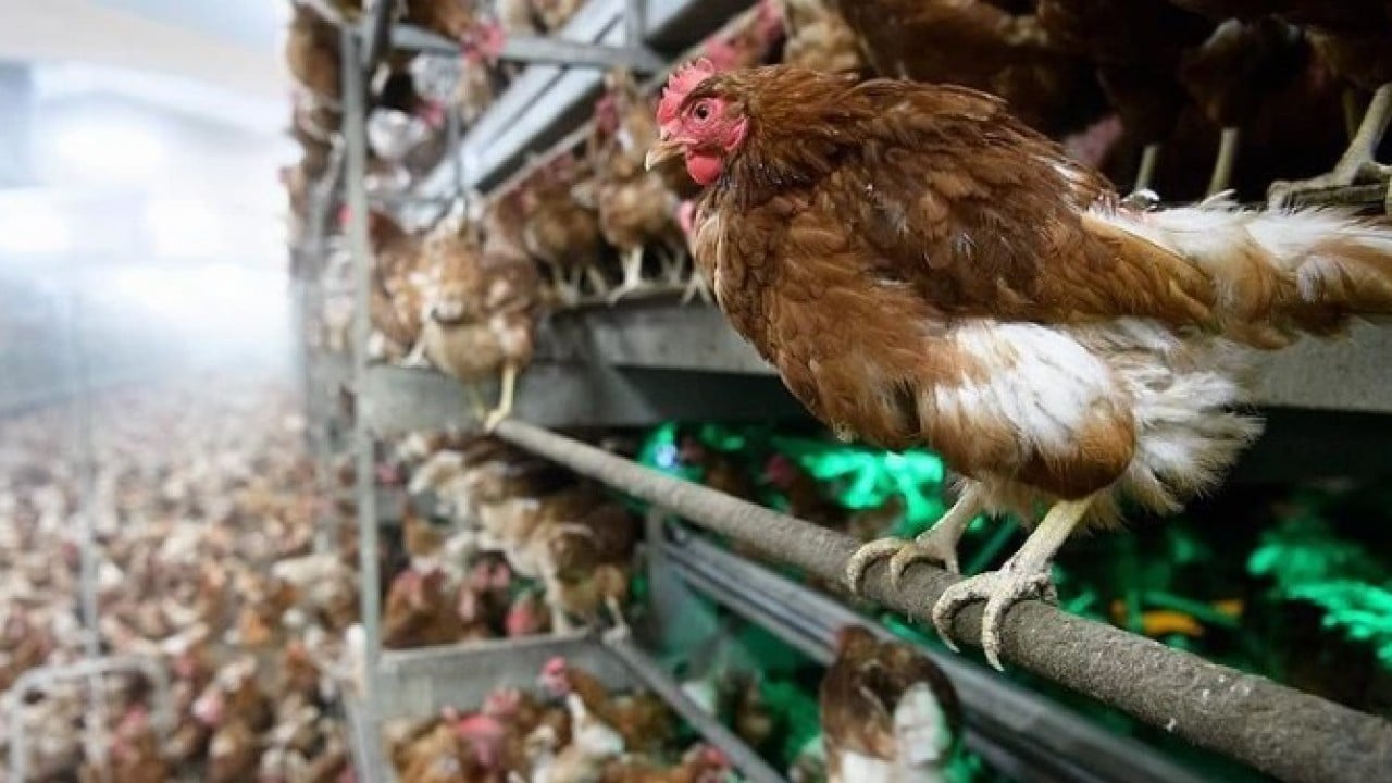 Foto - Yeni önemler alınıyor! Kuş gribi patlak verdi