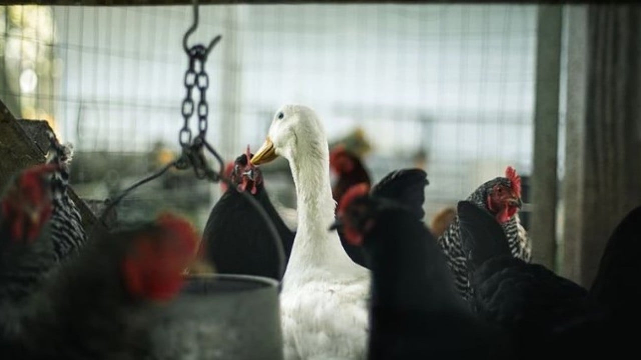 Foto - Yeni önemler alınıyor! Kuş gribi patlak verdi