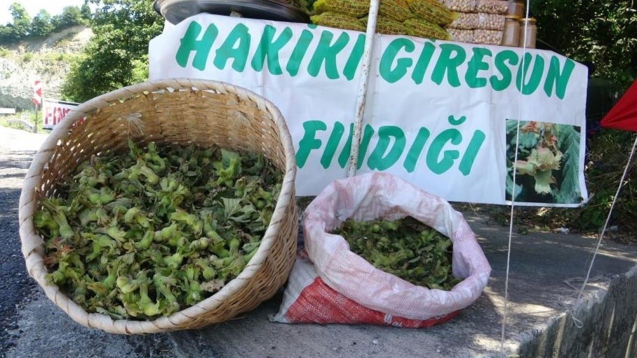 Yeni sezon fındığı tezgahlara indi: Yeşil kabuklu fındıkta ilk fiyat belli oldu