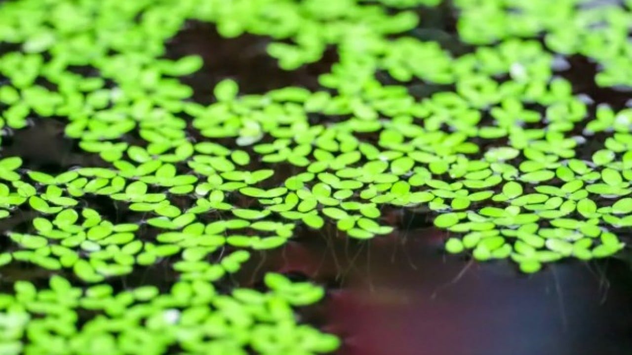 Foto - Yeni süper gıda keşfi dünyada yankılandı: Beyni güçlendiriyor, yağları eritiyor!