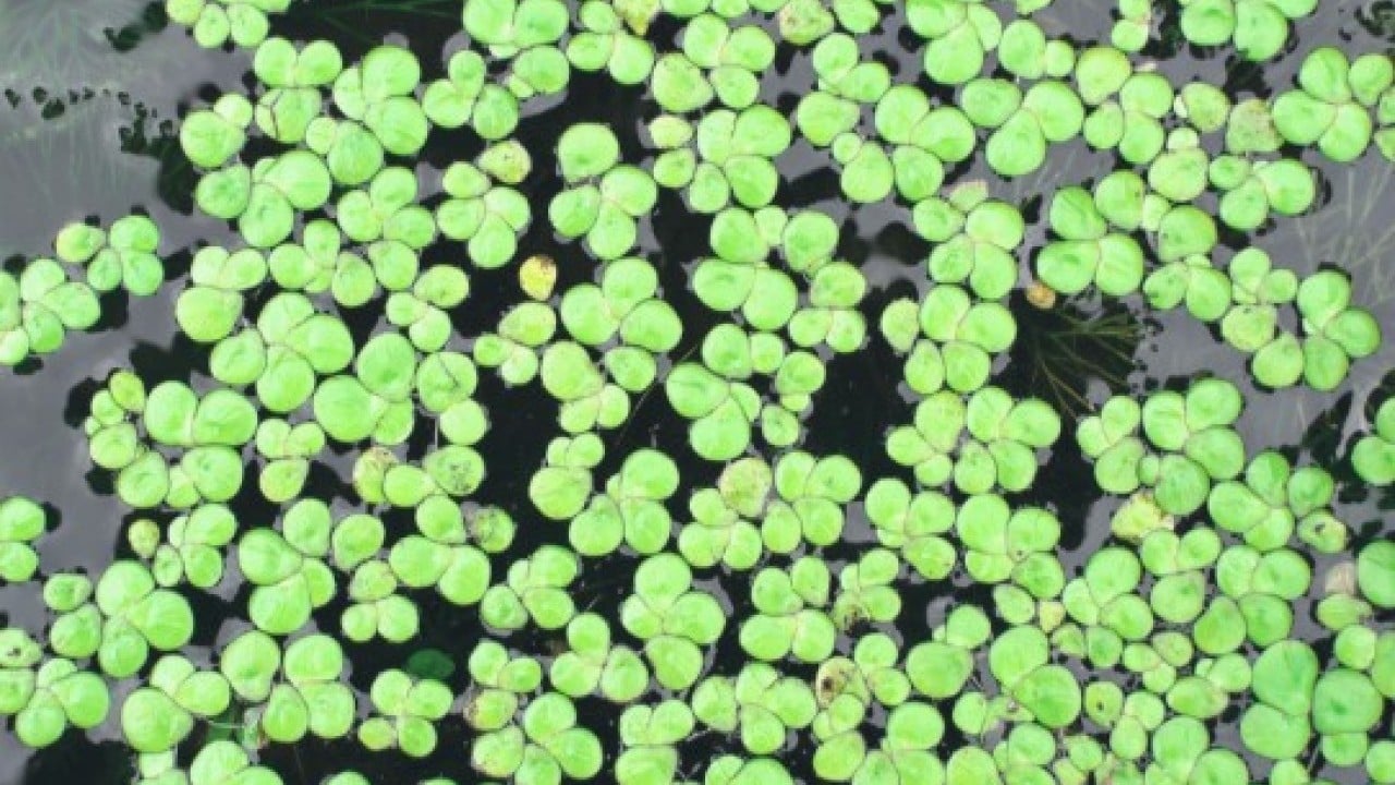 Foto - Yeni süper gıda keşfi dünyada yankılandı: Beyni güçlendiriyor, yağları eritiyor!