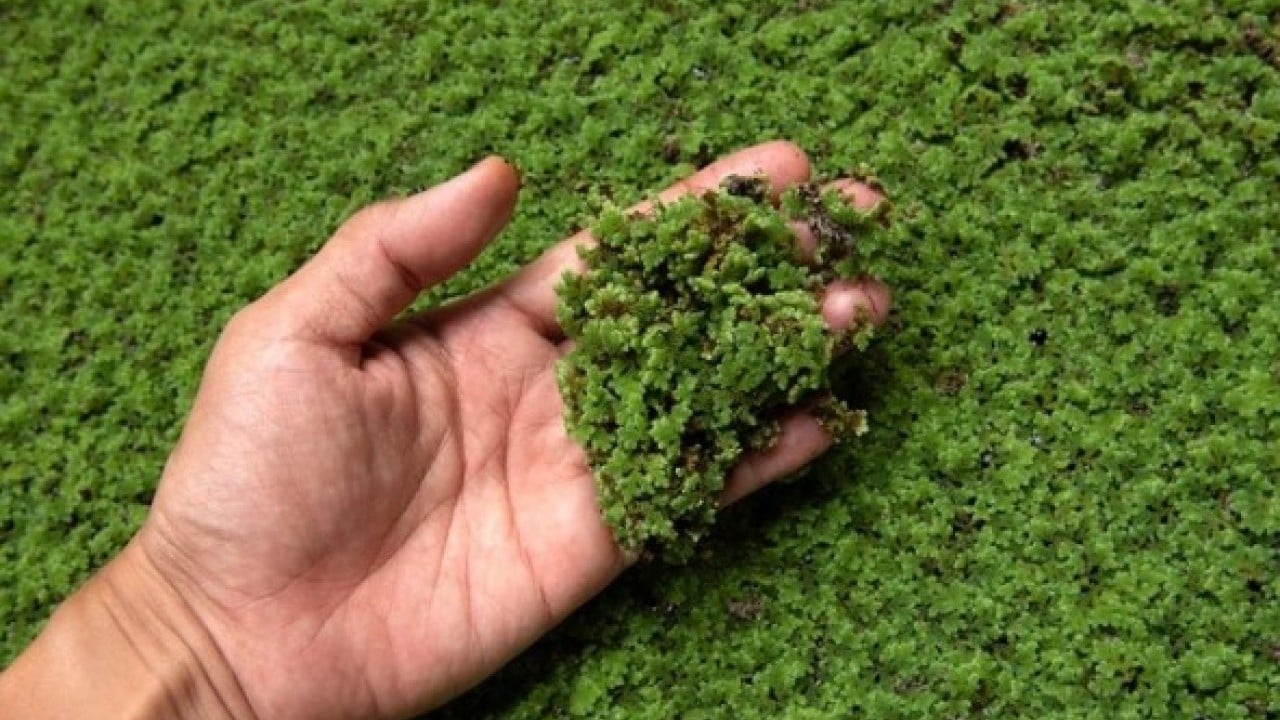 Foto - Yeni süper gıda keşfi dünyada yankılandı: Beyni güçlendiriyor, yağları eritiyor!