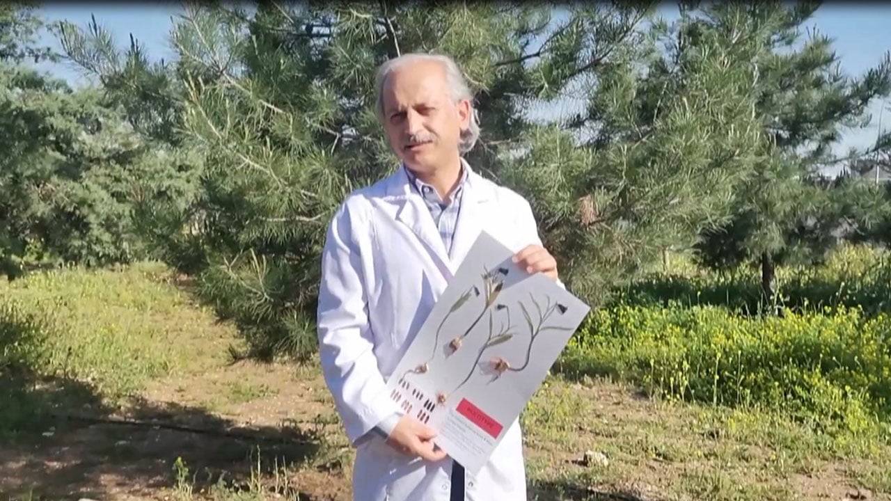 Foto - Yeni ters lale türü keşfedildi! Dünyada sadece Sakız Dağı’nda yetişiyor