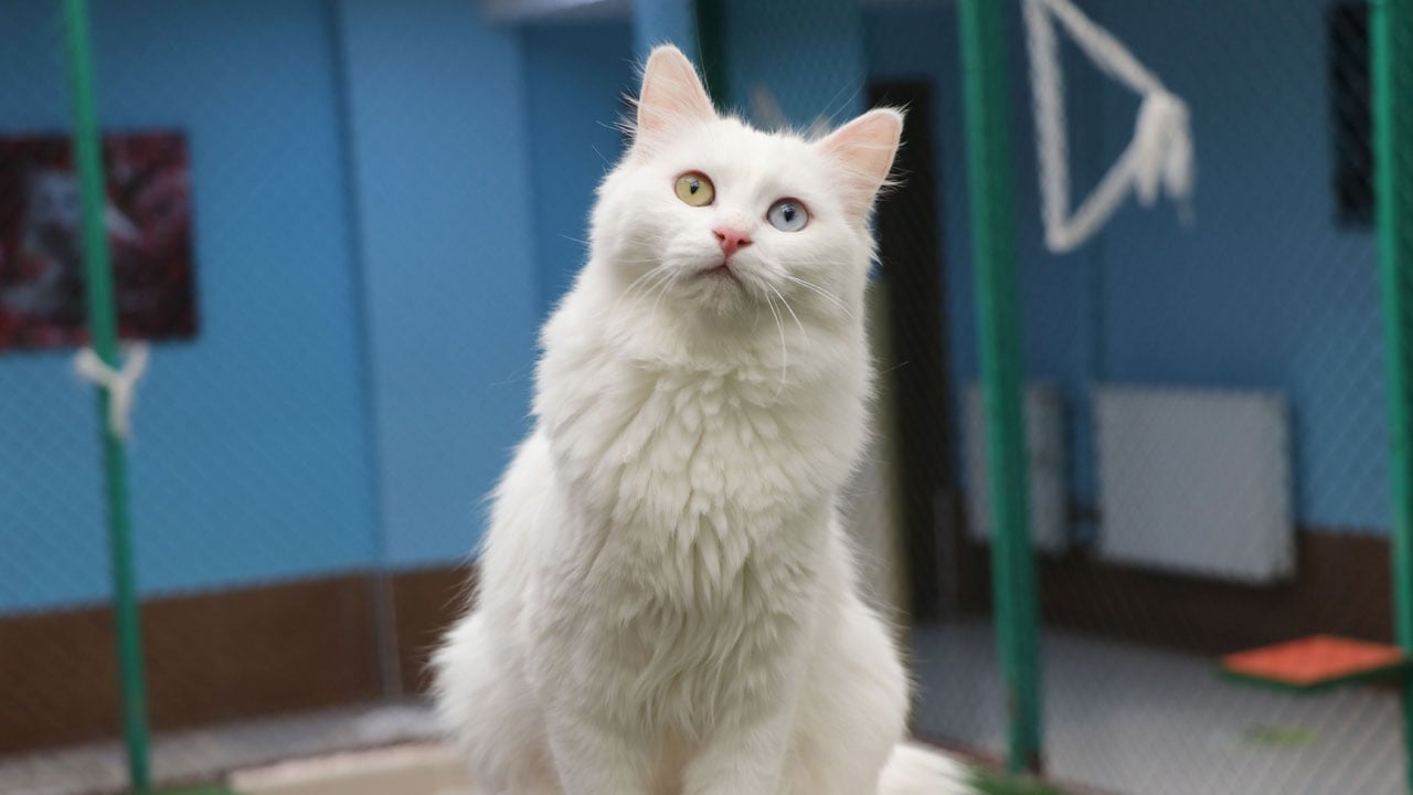 Foto - Yeni yavrular geliyor! Van Kedi Villası’nda geri sayım başladı