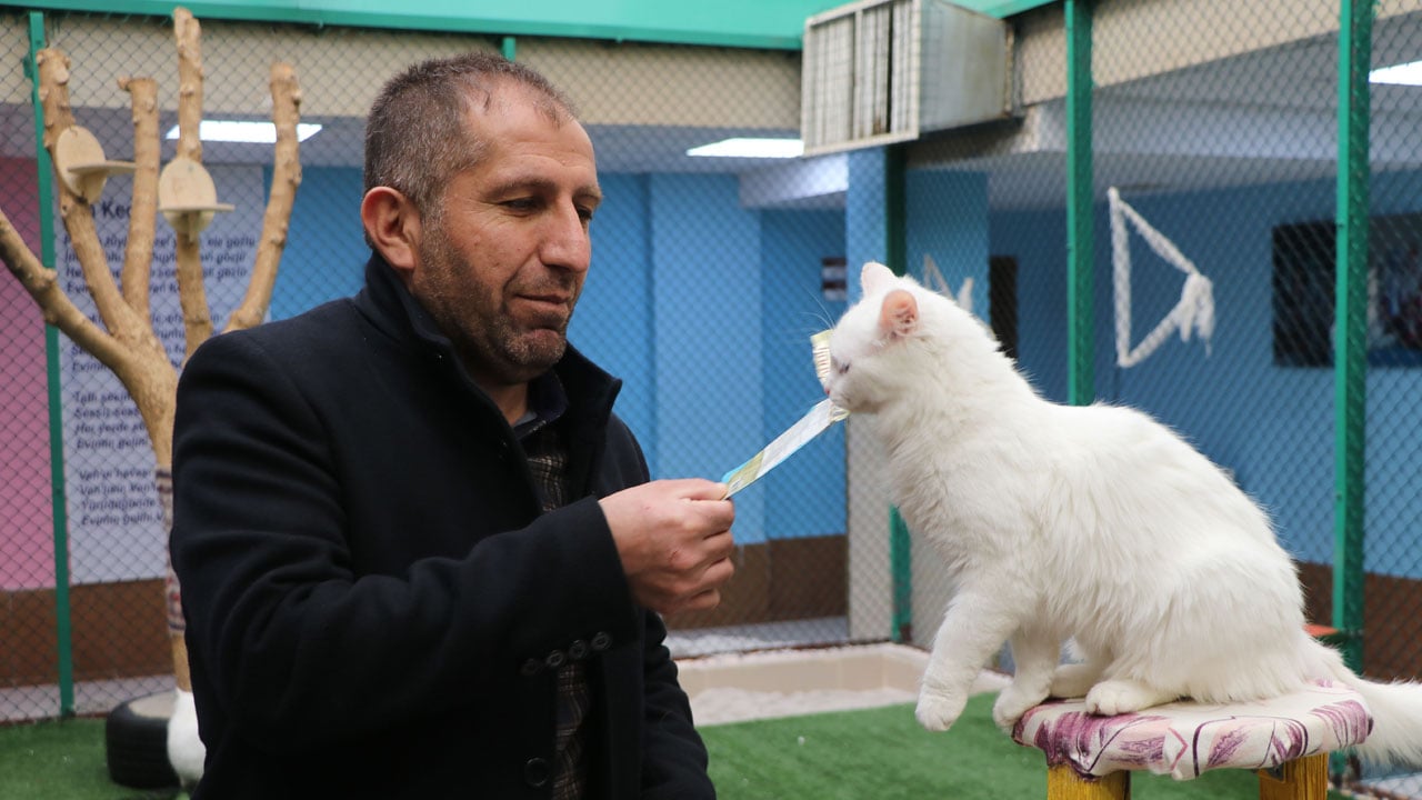 Foto - Yeni yavrular geliyor! Van Kedi Villası’nda geri sayım başladı