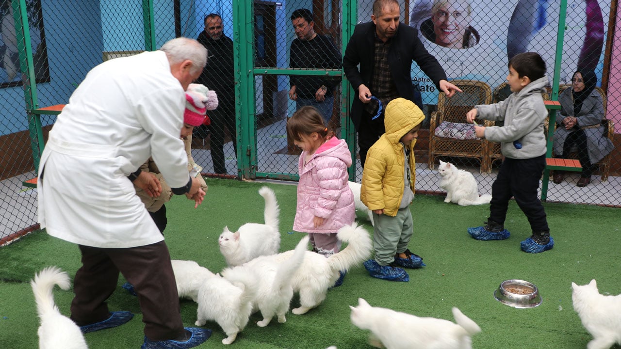 Foto - Yeni yavrular geliyor! Van Kedi Villası’nda geri sayım başladı