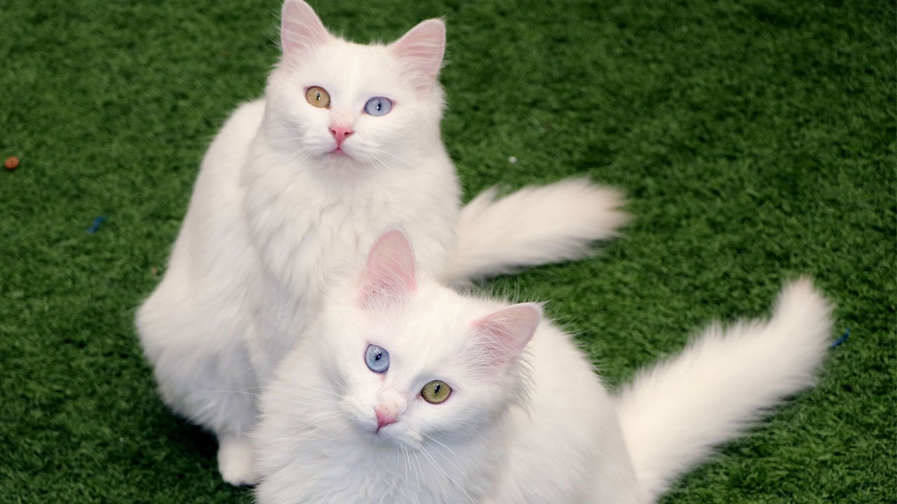 Yeni yavrular geliyor! Van Kedi Villası’nda geri sayım başladı