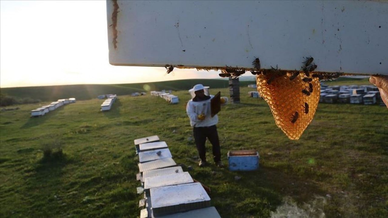 Foto - Arıcılıkta yeni dönem! Mesleki standart geliyor
