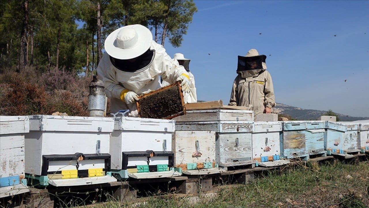 Foto - Arıcılıkta yeni dönem! Mesleki standart geliyor
