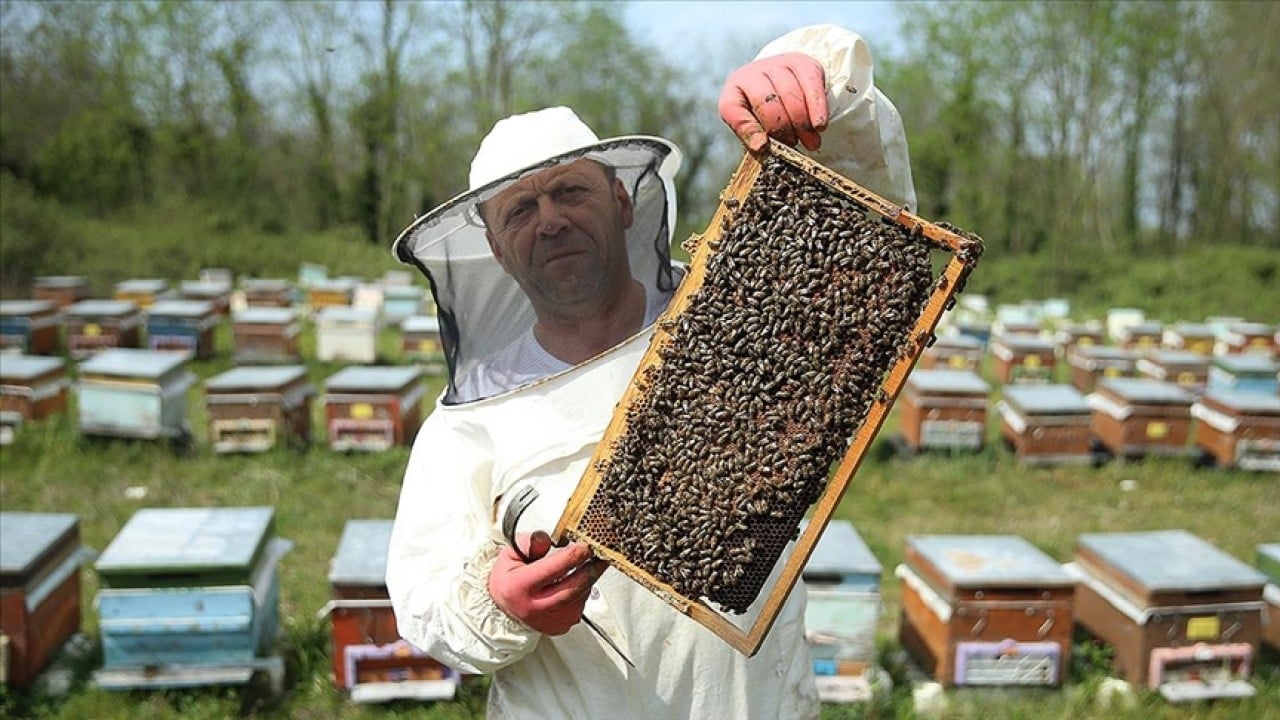 Arıcılıkta yeni dönem! Mesleki standart geliyor