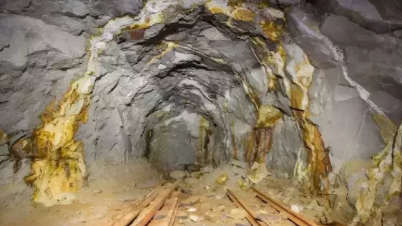 Turnayı gözünden vurdular: Yer altından servet fışkırdı!