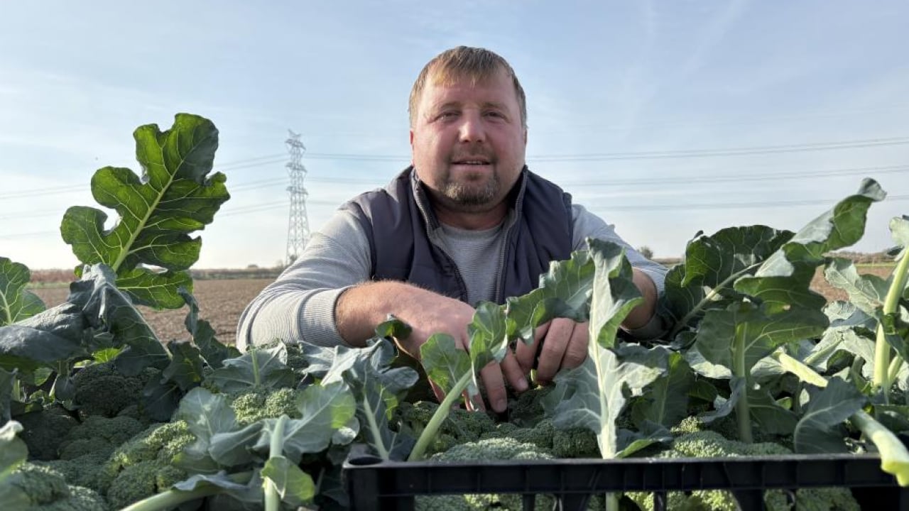 Foto - ‘Yeşil altın’ hasadı başladı: Tarlayla Pazar fiyatı arasındaki farka inanamayacaksınız