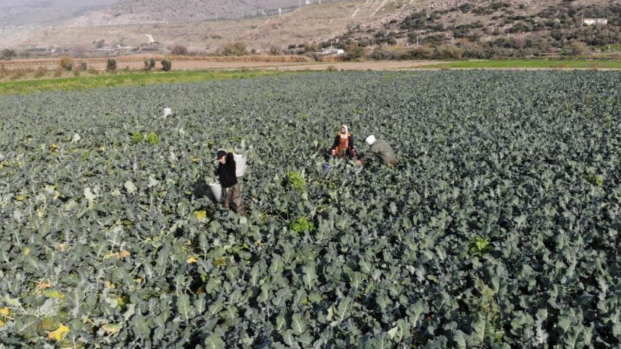 Foto - ‘Yeşil altın’ hasadı başladı: Tarlayla Pazar fiyatı arasındaki farka inanamayacaksınız