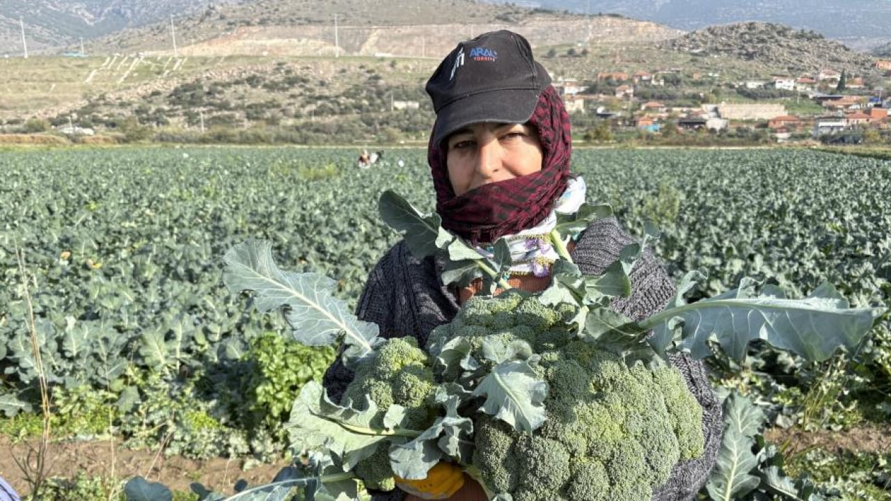 Foto - ‘Yeşil altın’ hasadı başladı: Tarlayla Pazar fiyatı arasındaki farka inanamayacaksınız