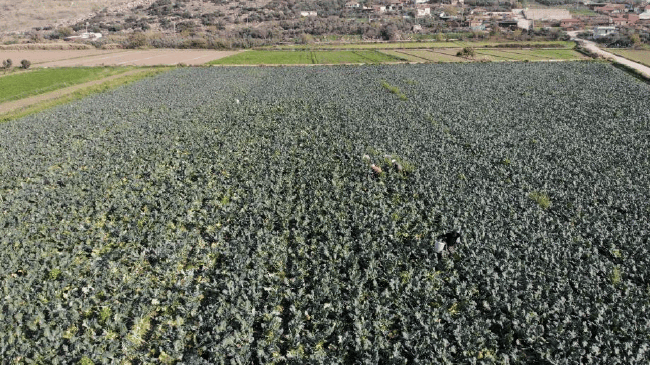 Foto - ‘Yeşil altın’ hasadı başladı: Tarlayla Pazar fiyatı arasındaki farka inanamayacaksınız