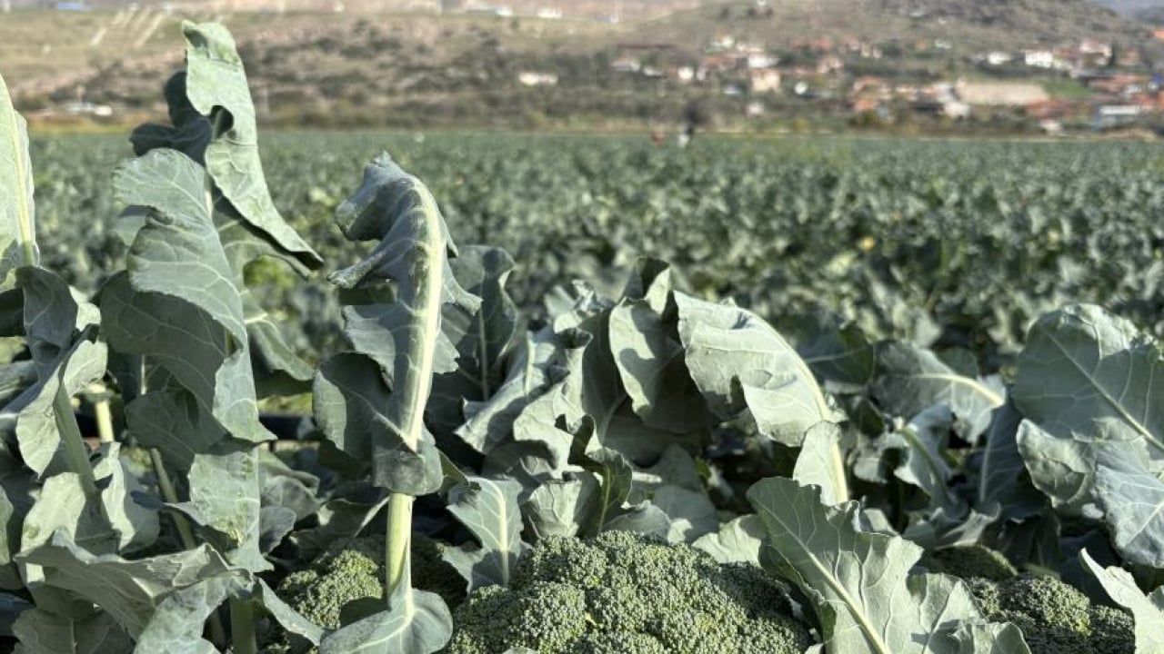 Foto - ‘Yeşil altın’ hasadı başladı: Tarlayla Pazar fiyatı arasındaki farka inanamayacaksınız
