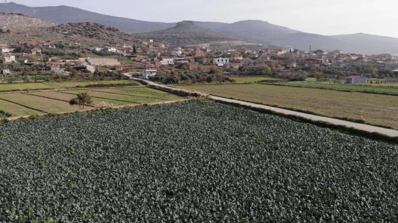 Foto - ‘Yeşil altın’ hasadı başladı: Tarlayla Pazar fiyatı arasındaki farka inanamayacaksınız