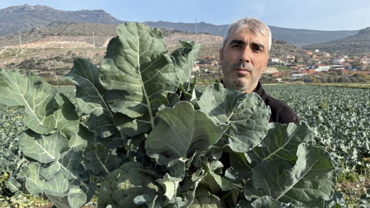 Foto - ‘Yeşil altın’ hasadı başladı: Tarlayla Pazar fiyatı arasındaki farka inanamayacaksınız