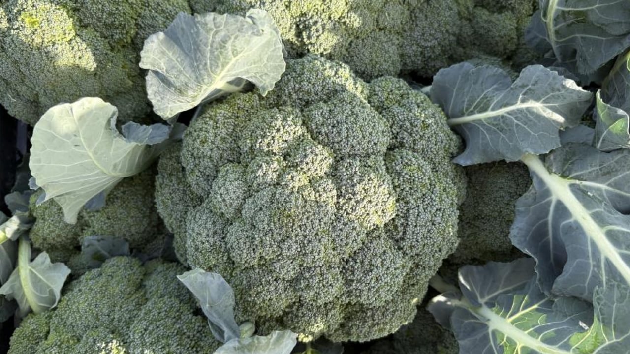 Foto - ‘Yeşil altın’ hasadı başladı: Tarlayla Pazar fiyatı arasındaki farka inanamayacaksınız