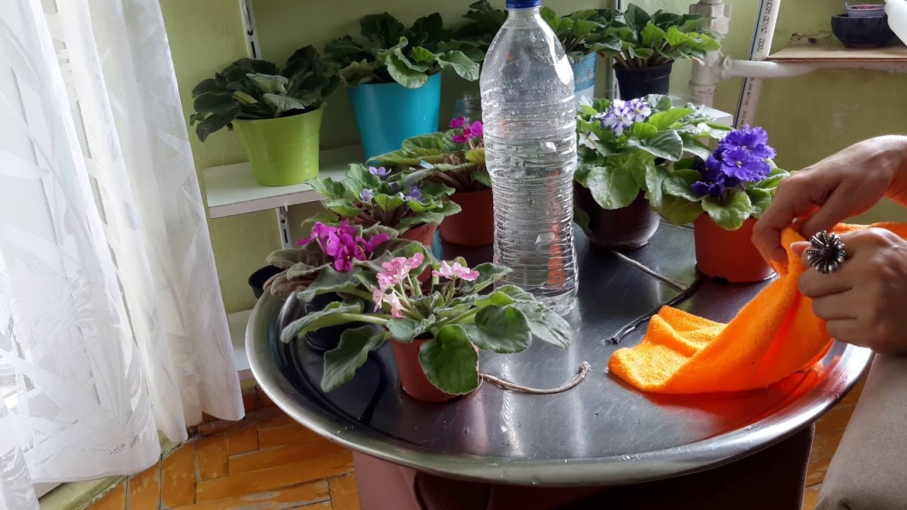 Foto - Günlerce tatile giderken tek ihtiyacınız var: Islak pamuk ip bağlayın! Sıra dışı kritik ürün kurtarmaya çalışıyor
