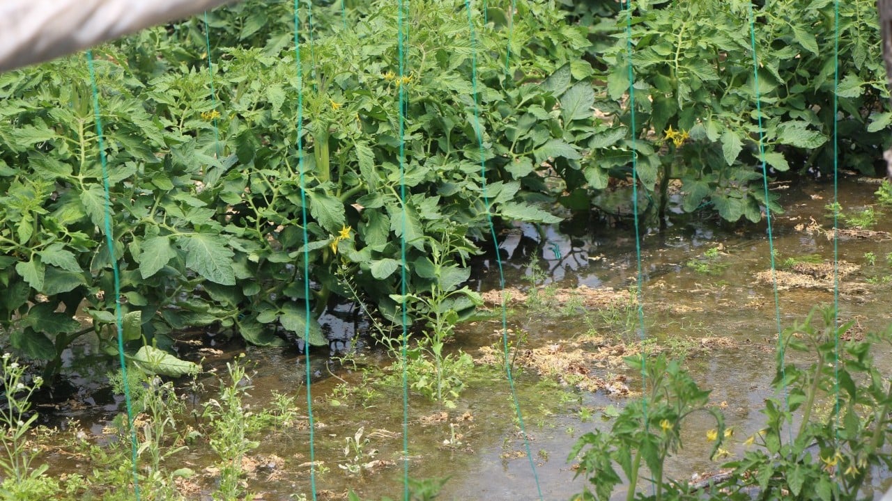 Foto - Yeşilırmak taştı! 8 köy sular altında kaldı