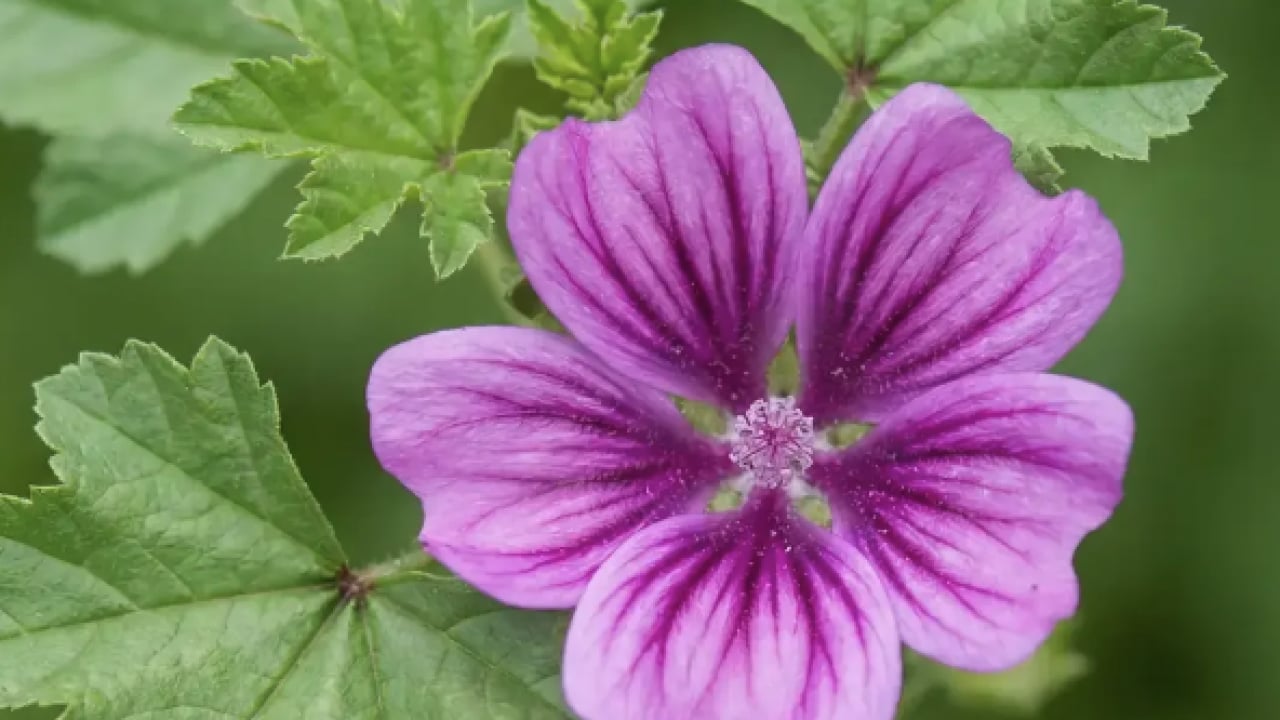 Foto - Ebegümeci bağışıklık sistemini güçlendiriyor... O hastalıklara derman olacak