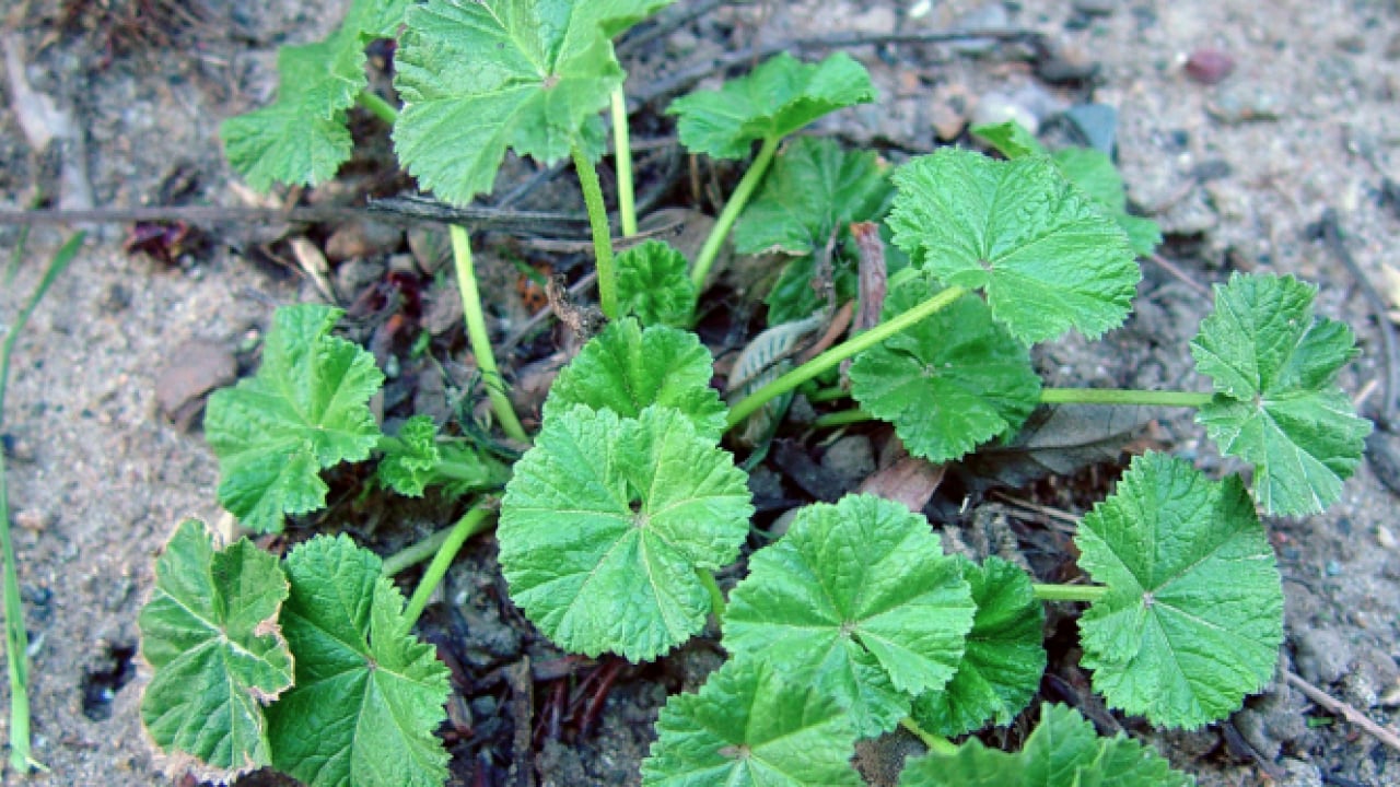 Foto - Ebegümeci bağışıklık sistemini güçlendiriyor... O hastalıklara derman olacak