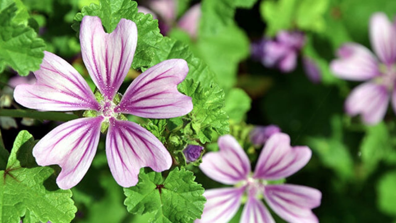 Foto - Ebegümeci bağışıklık sistemini güçlendiriyor... O hastalıklara derman olacak