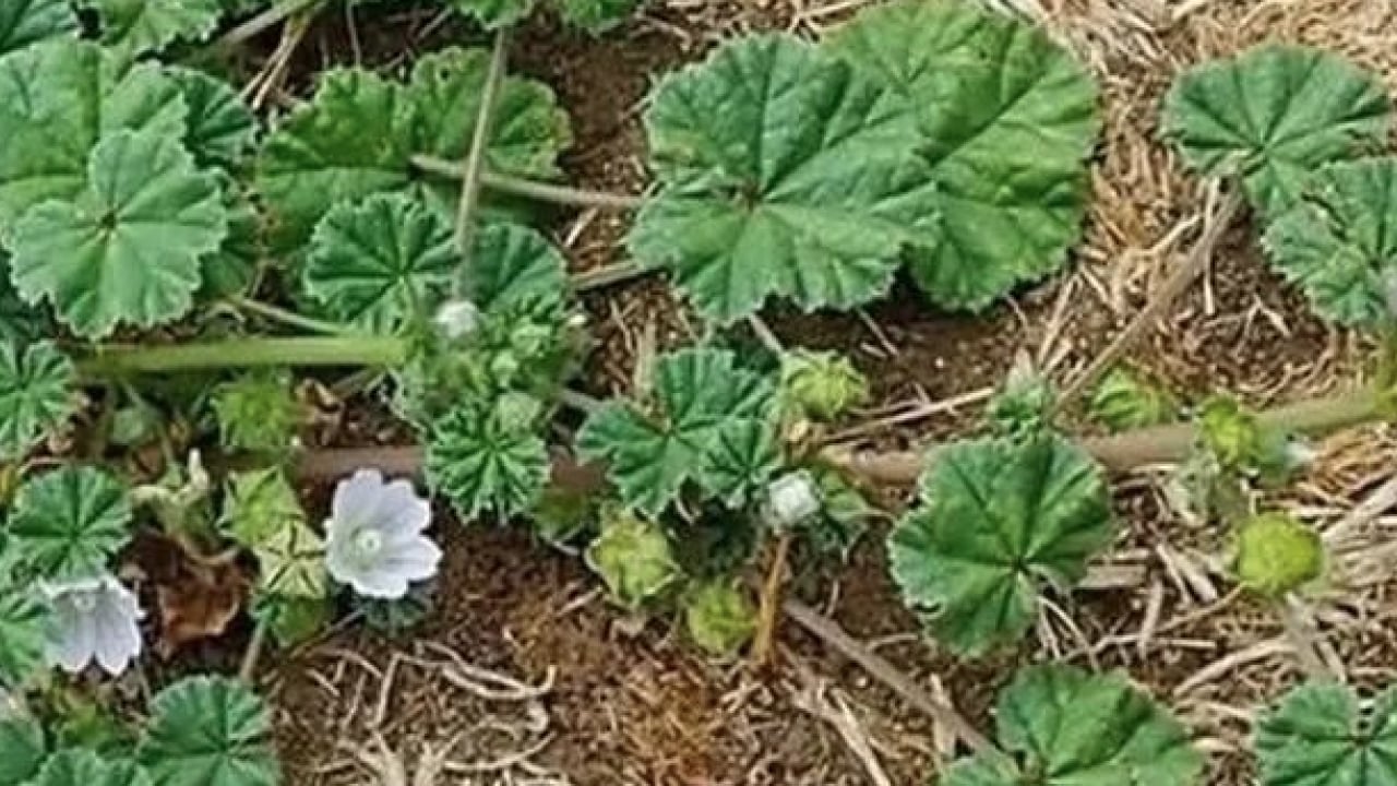 Foto - Ebegümeci bağışıklık sistemini güçlendiriyor... O hastalıklara derman olacak