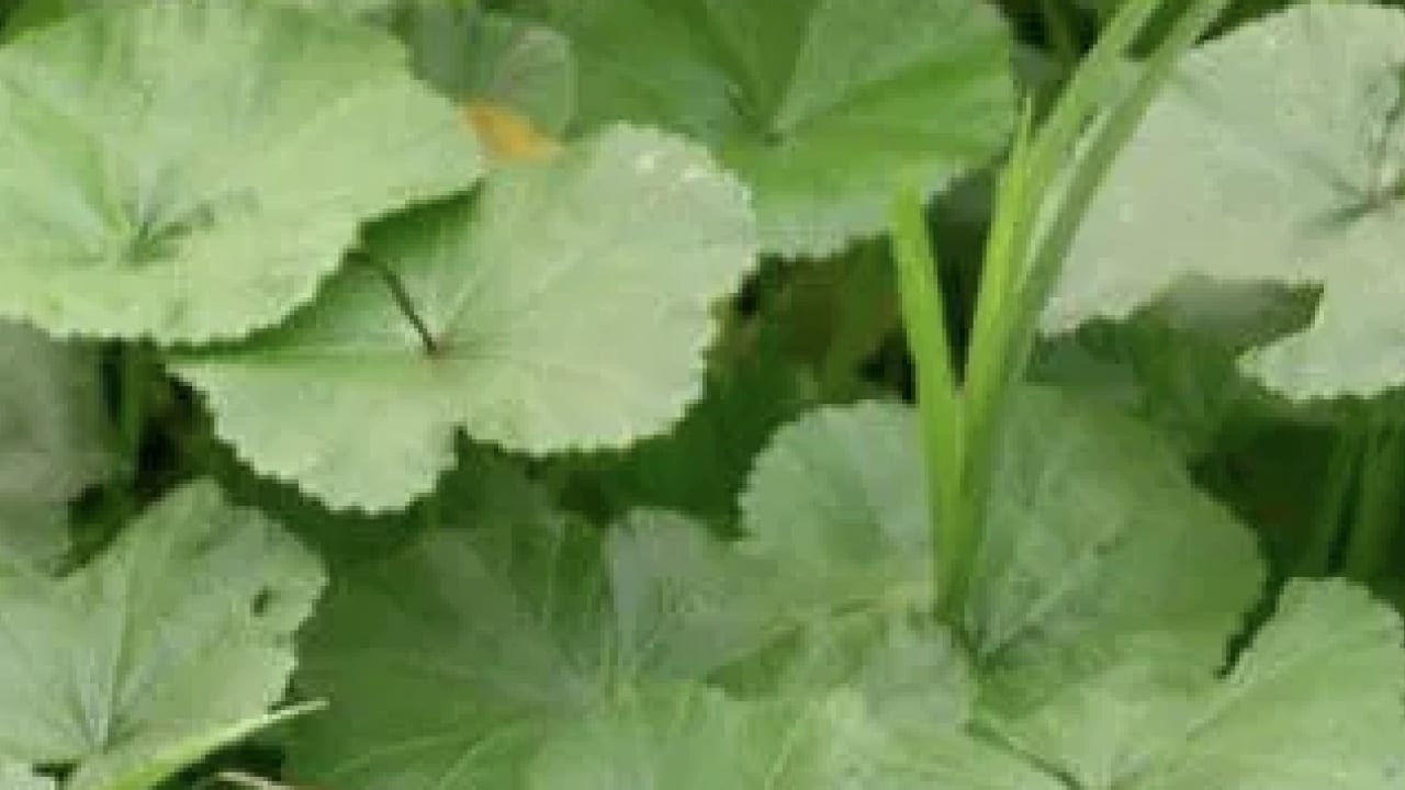 Foto - Ebegümeci bağışıklık sistemini güçlendiriyor... O hastalıklara derman olacak