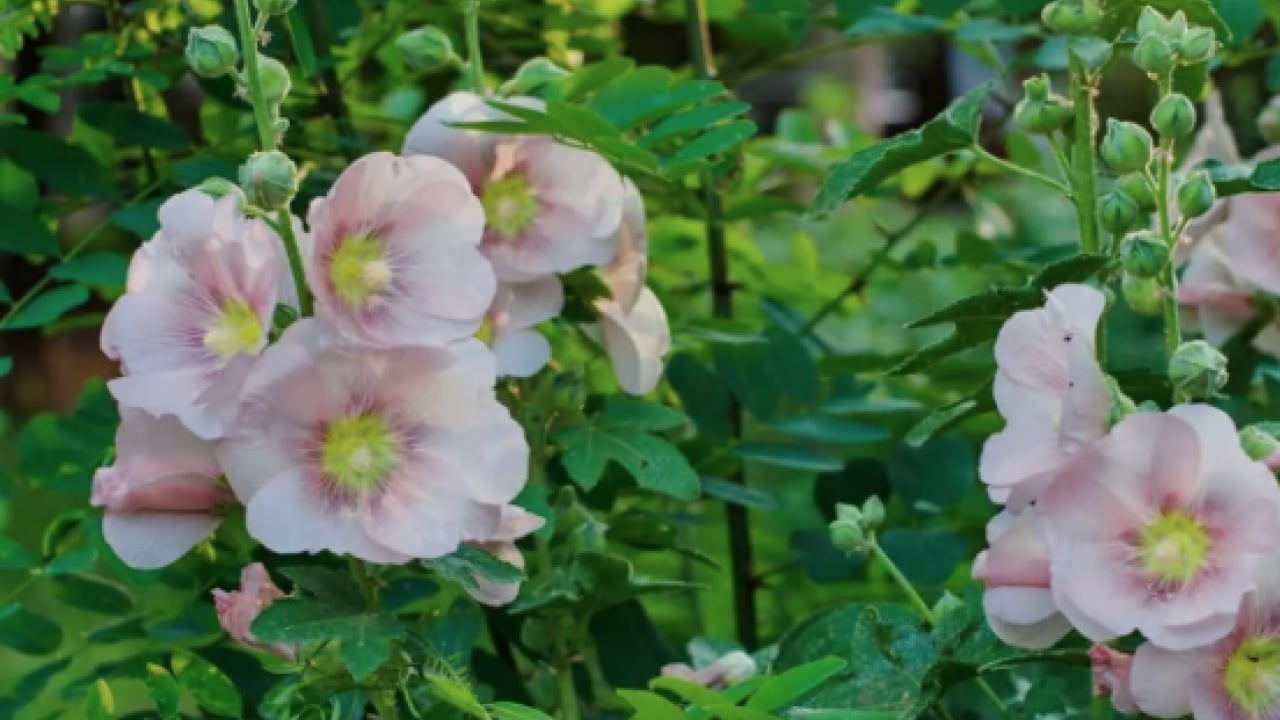 Foto - Ebegümeci bağışıklık sistemini güçlendiriyor... O hastalıklara derman olacak