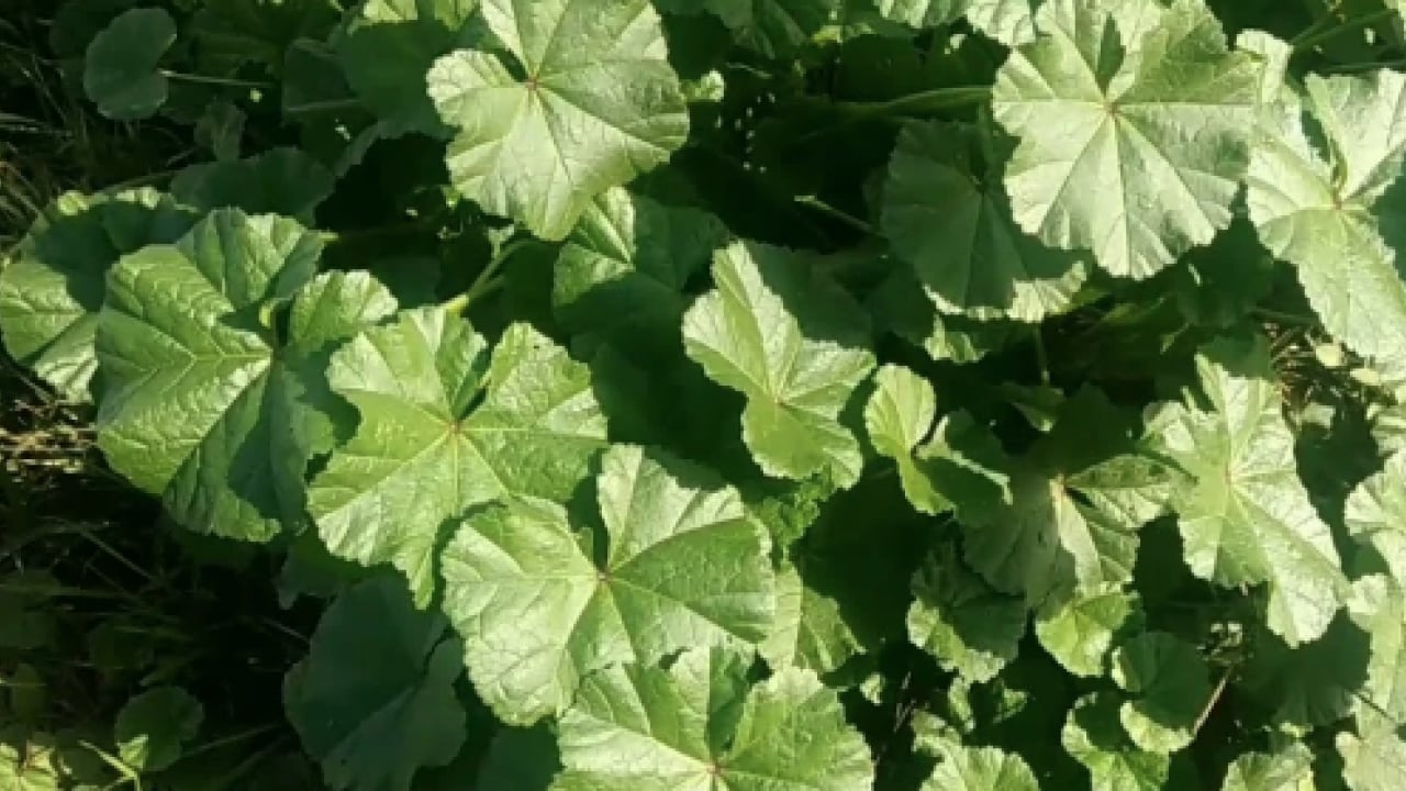 Foto - Ebegümeci bağışıklık sistemini güçlendiriyor... O hastalıklara derman olacak