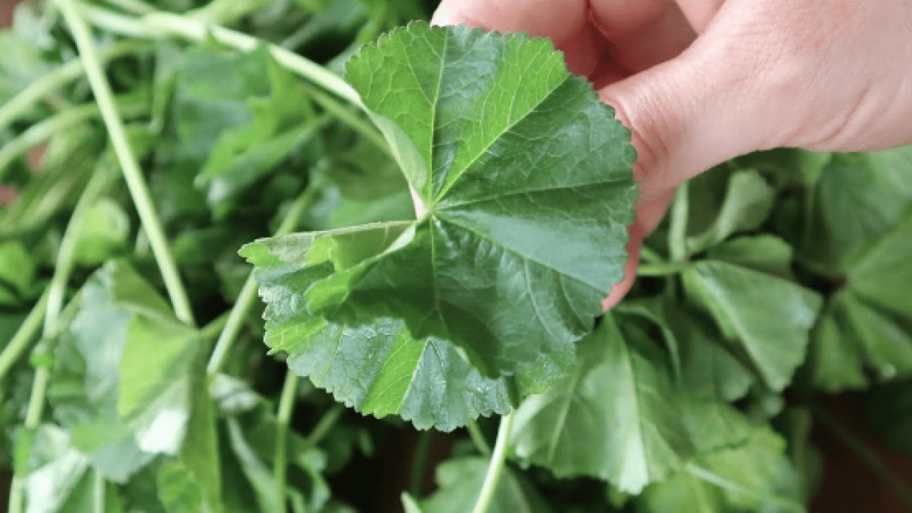 Foto - Ebegümeci bağışıklık sistemini güçlendiriyor... O hastalıklara derman olacak