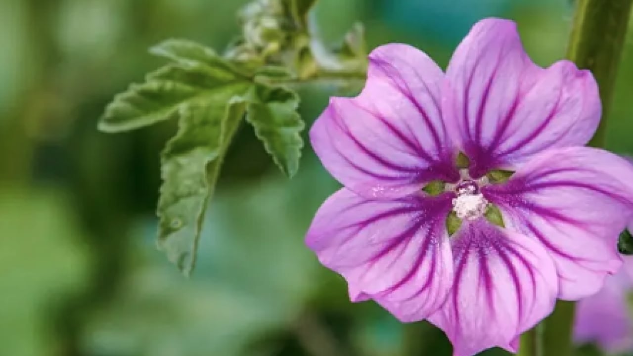 Foto - Ebegümeci bağışıklık sistemini güçlendiriyor... O hastalıklara derman olacak