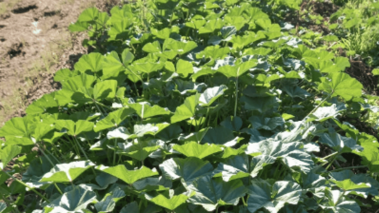 Foto - Ebegümeci bağışıklık sistemini güçlendiriyor... O hastalıklara derman olacak