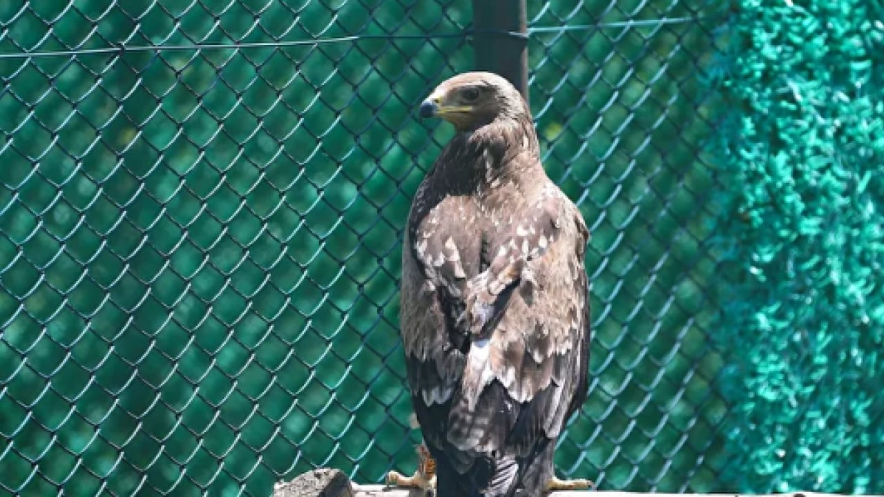Foto - Yılan kartalından orman baykuşuna kadar... Göç yolundaki kuşlar burada şifa buluyor