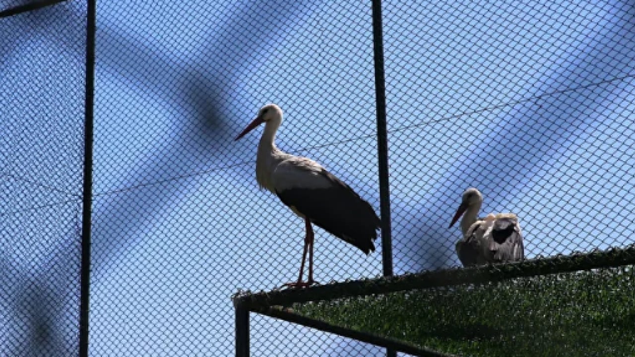 Foto - Yılan kartalından orman baykuşuna kadar... Göç yolundaki kuşlar burada şifa buluyor