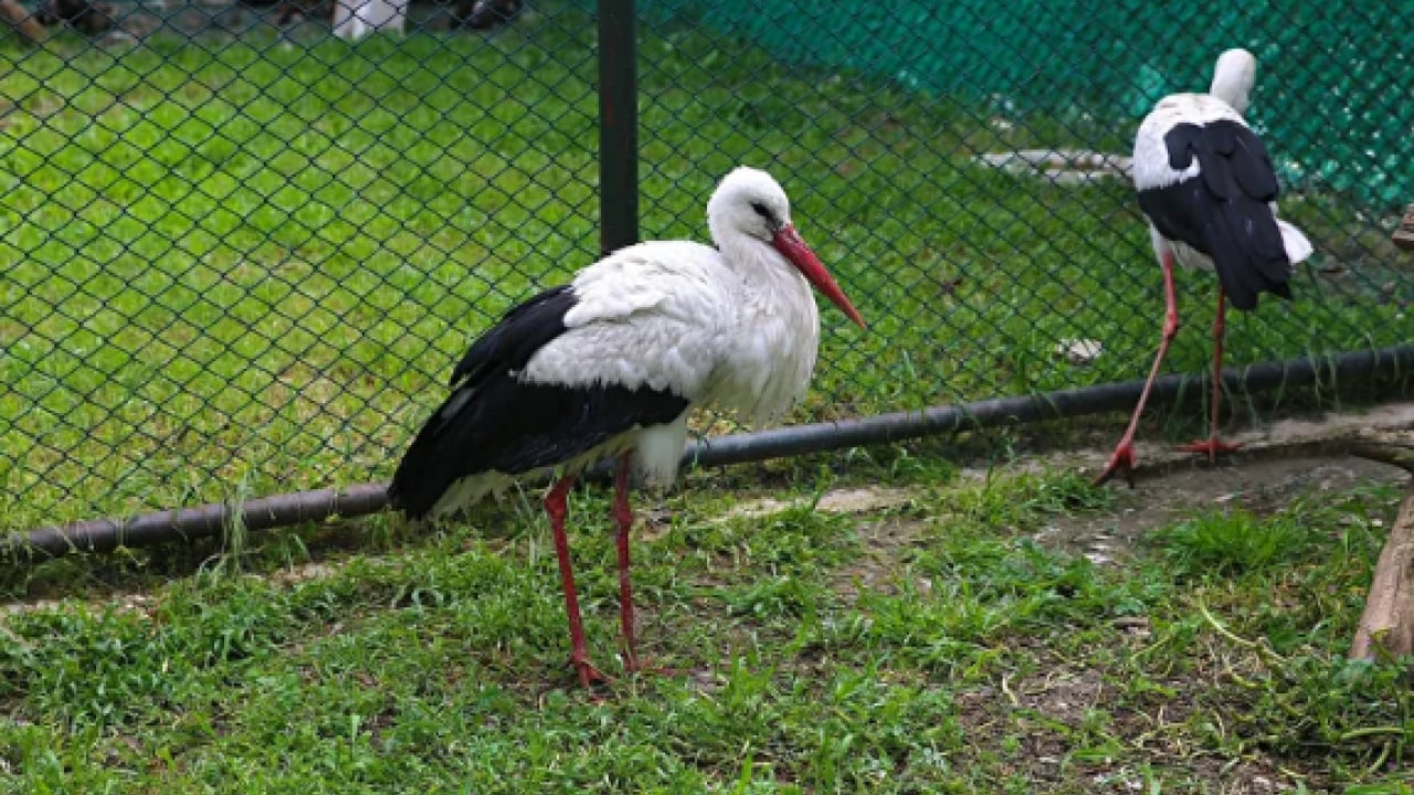 Foto - Yılan kartalından orman baykuşuna kadar... Göç yolundaki kuşlar burada şifa buluyor