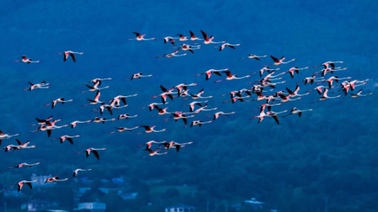 Foto - Yılan kartalından orman baykuşuna kadar... Göç yolundaki kuşlar burada şifa buluyor