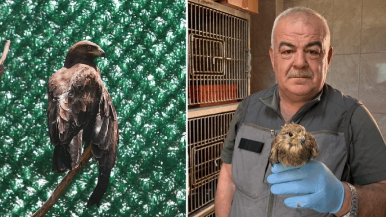 Yılan kartalından orman baykuşuna kadar... Göç yolundaki kuşlar burada şifa buluyor