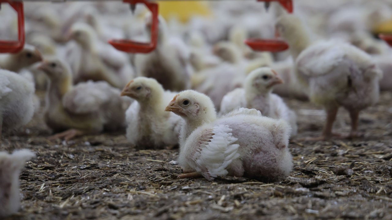 Foto - Yılda 360 ton üretim! Devlet desteğiyle ikinci çiftliği kurdu